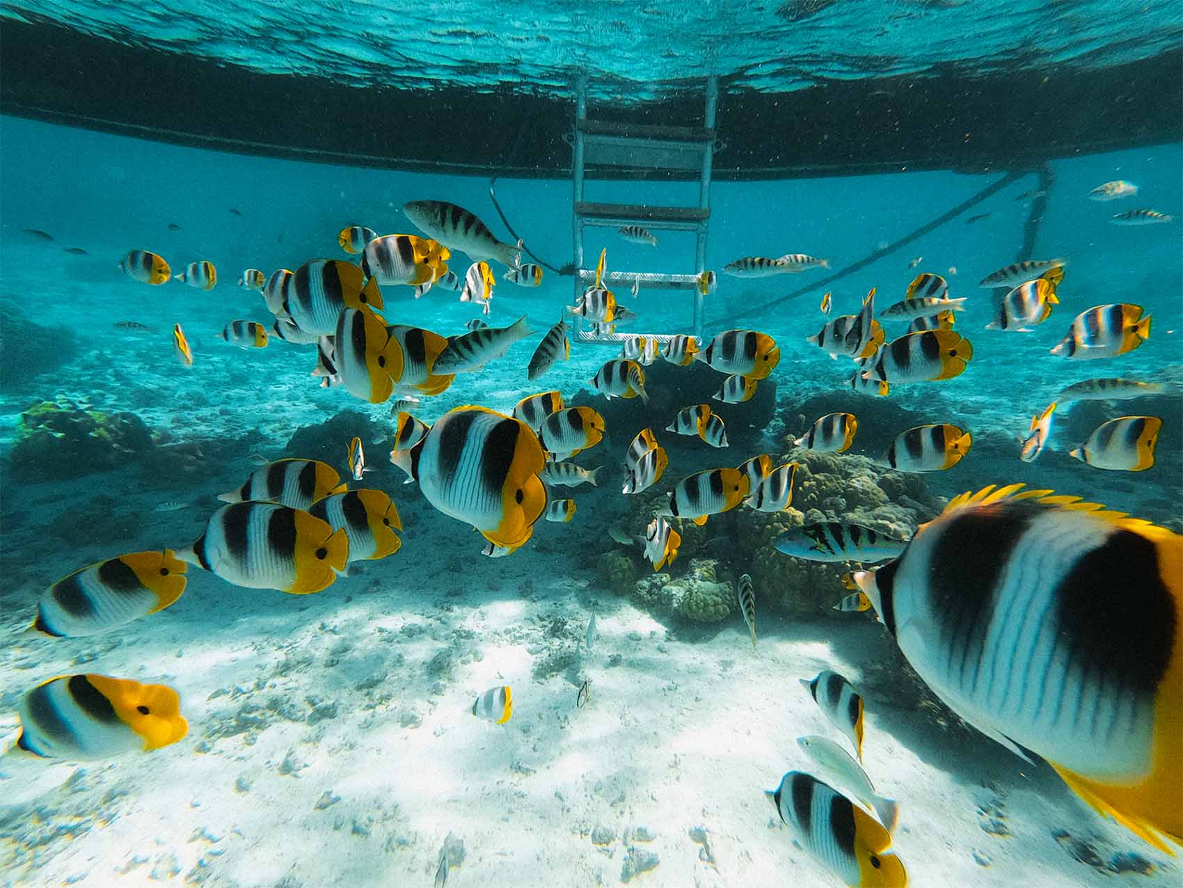 Snorkeling dans le lagon de Huahine