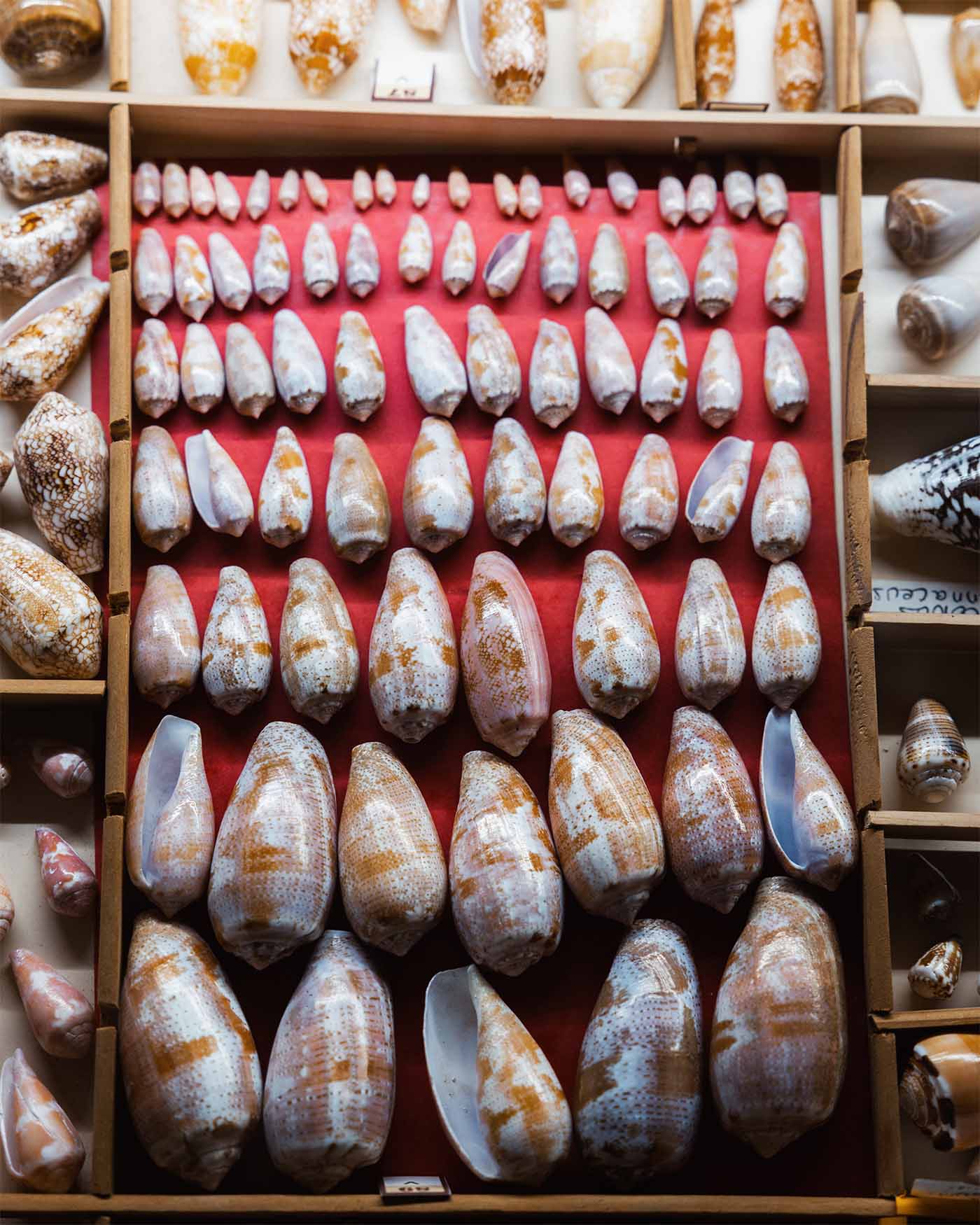 Musée du coquillage Motu Trésor