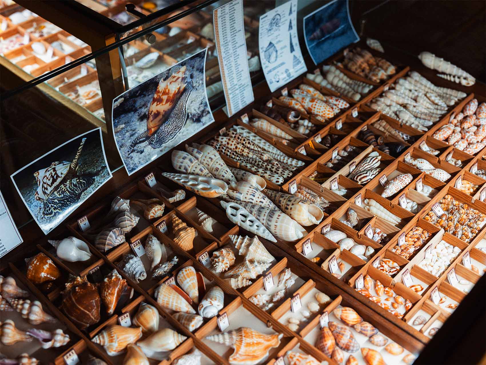 Musée du coquillage Motu Trésor