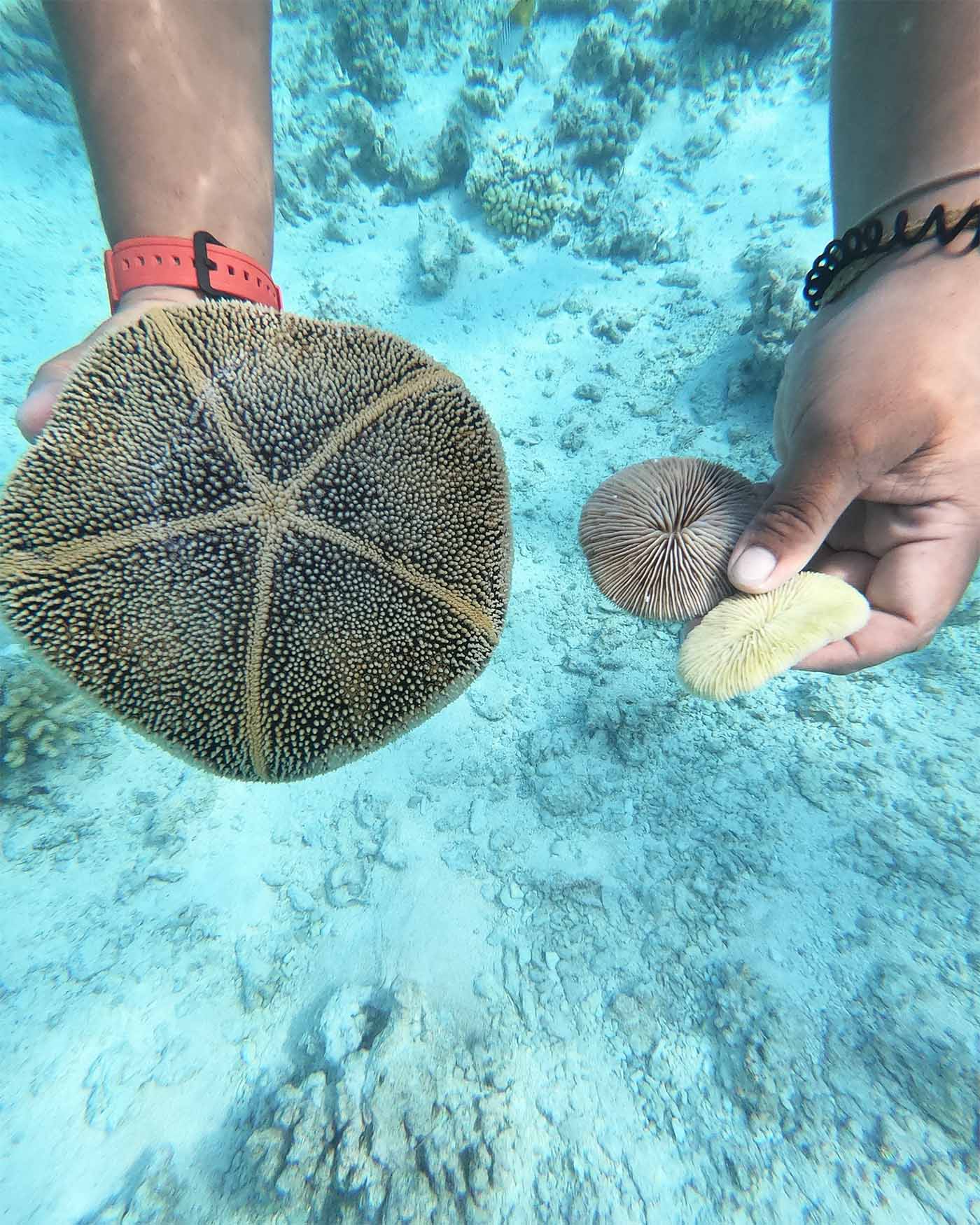 Snorkeling à Fakarava passe Tetamanu