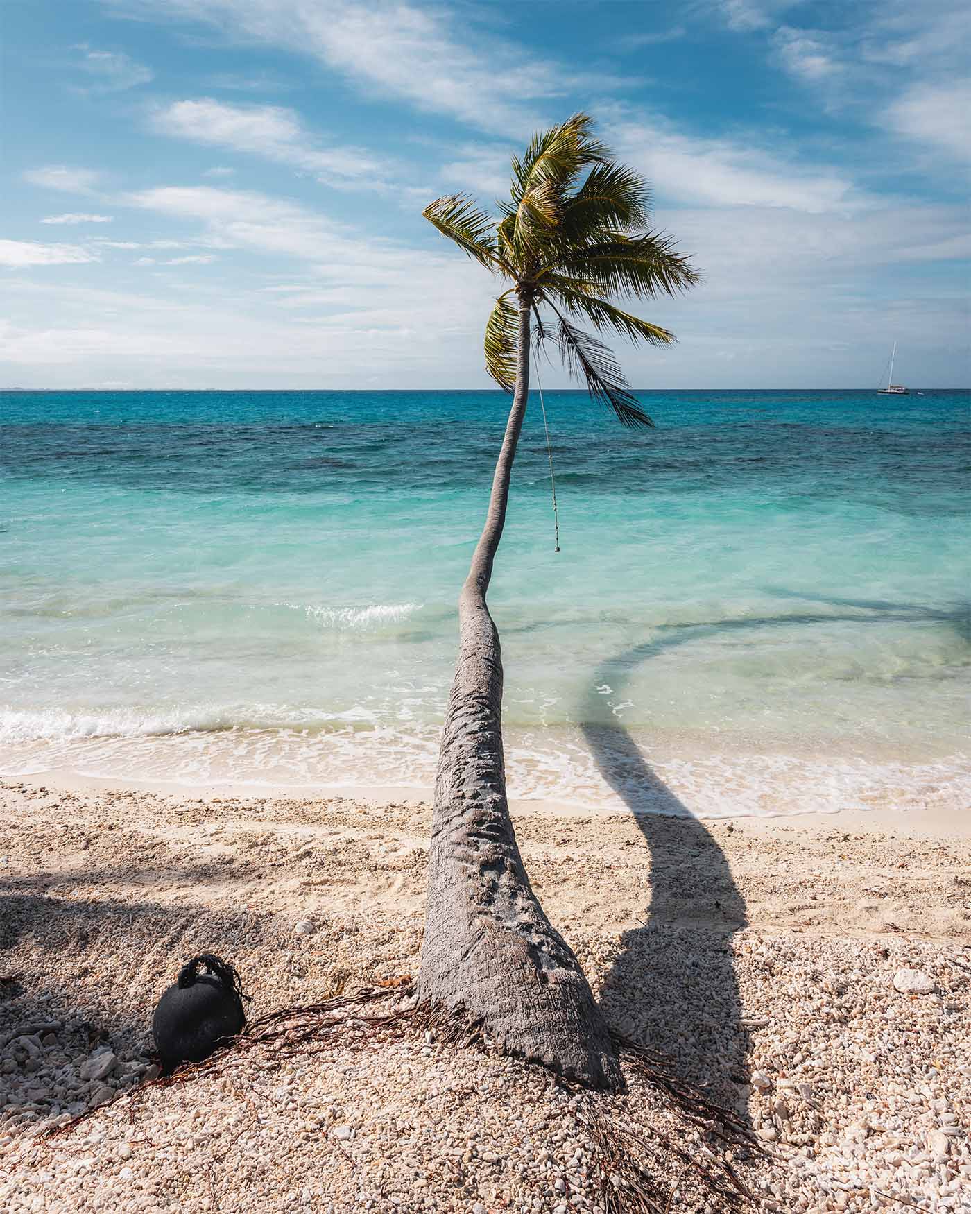 Palmier plage PK9 à Fakarava