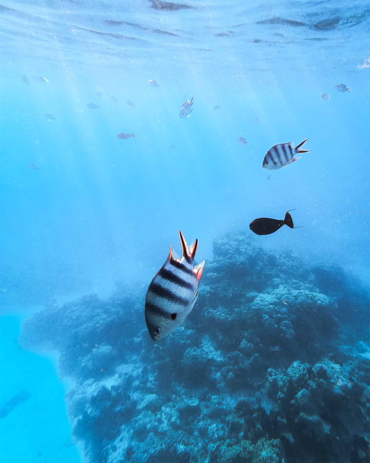 Snorkeling à l'aquarium de Tiputa