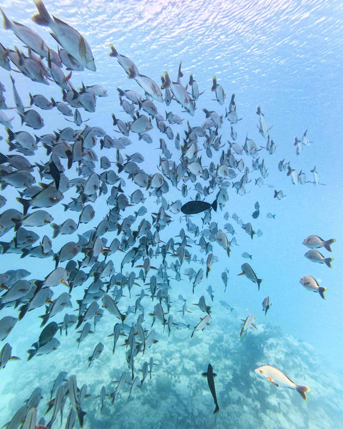 Snorkeling à l'aquarium de Tiputa