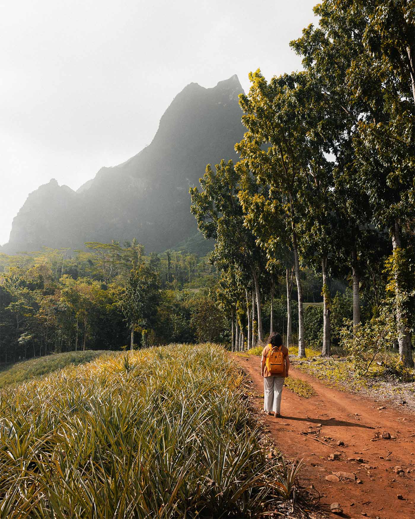 Route des Ananas à Moorea