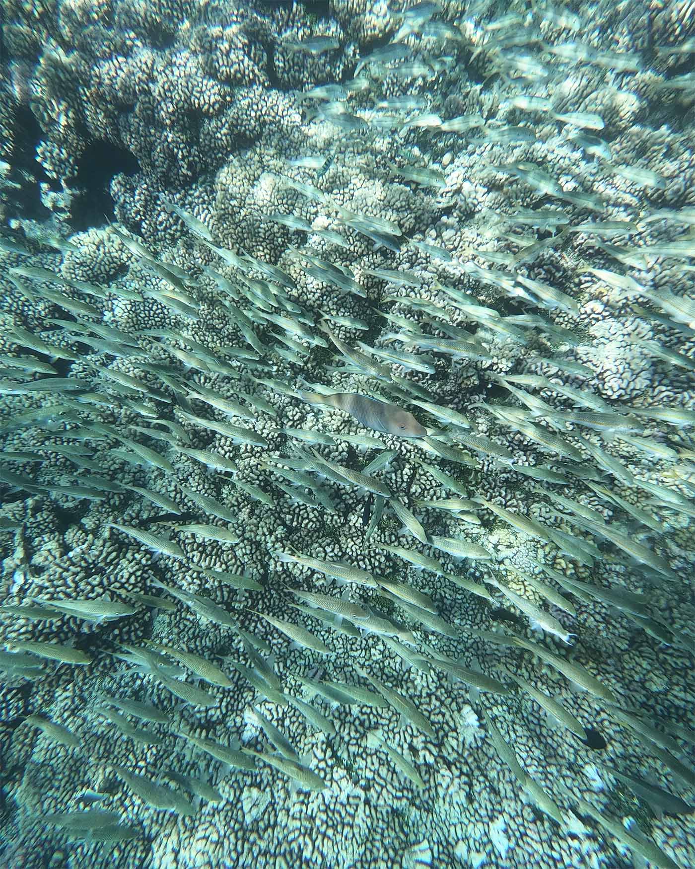 Snorkeling à Fakarava passe Tetamanu