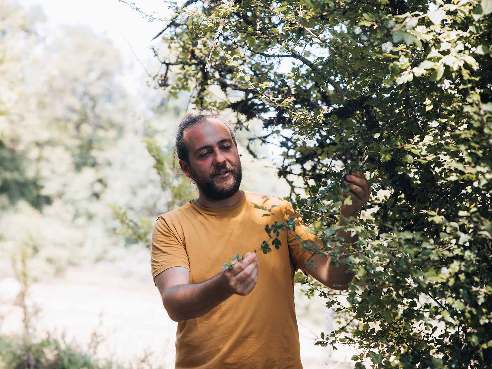 Cueillette sauvage avec Mickaël Fayret - Bastides et Gorges de l’Aveyron