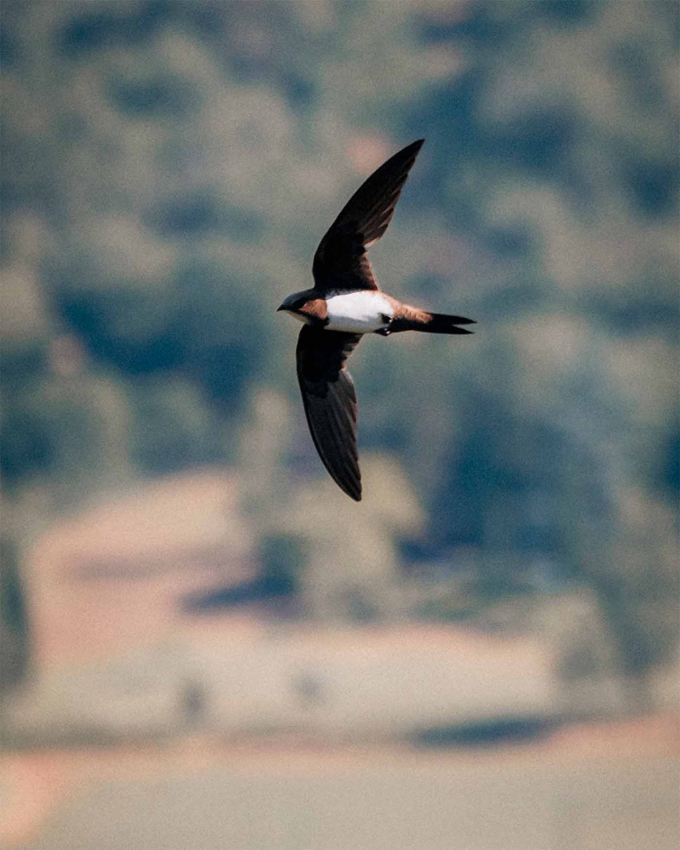 Vol d'un oiseau avec ventre blanc