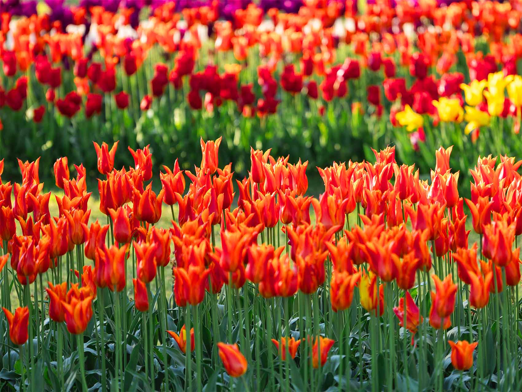 Fête de la Tulipe à Morges dans le Canton de Vaud