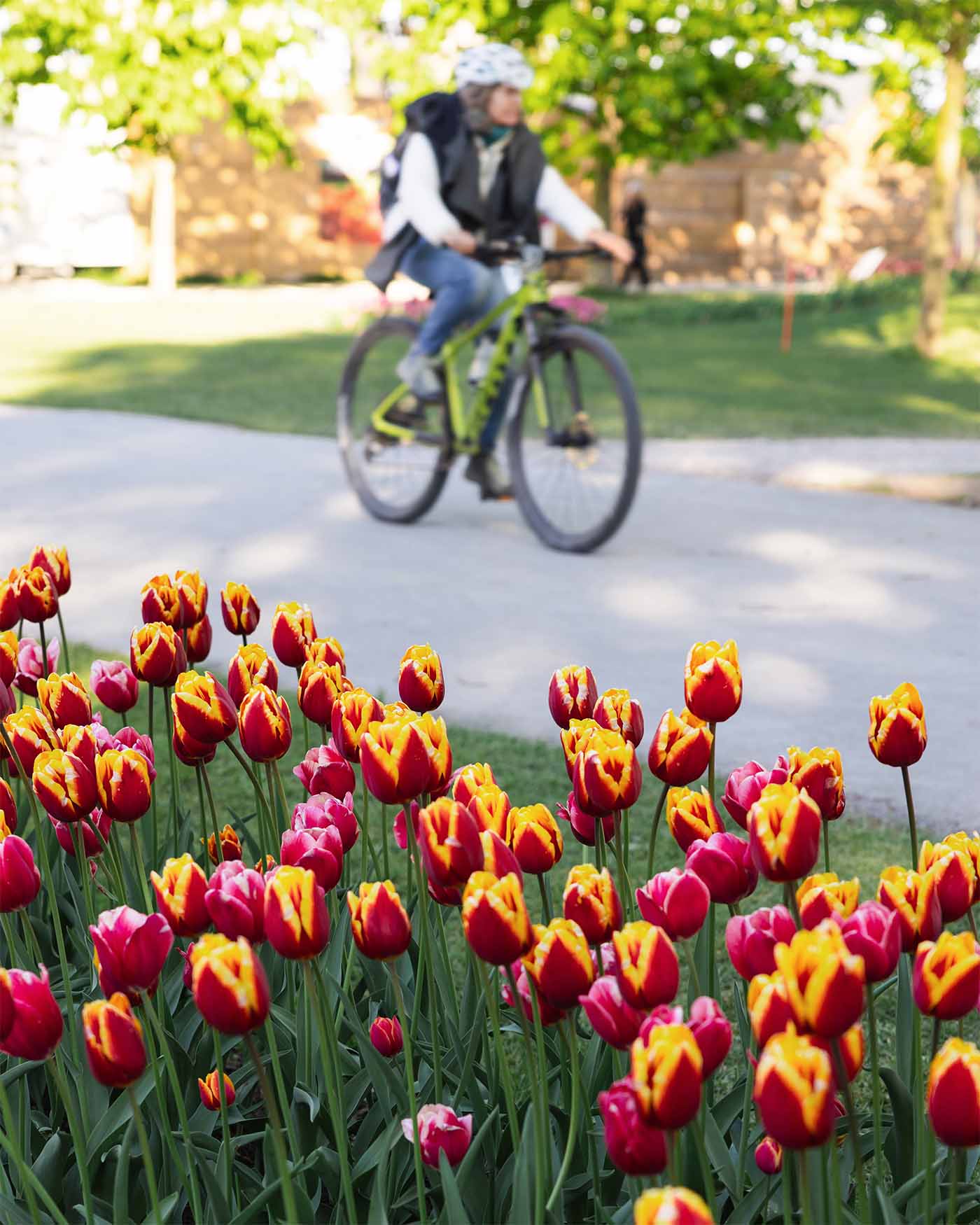 Fête de la Tulipe à Morges dans le Canton de Vaud