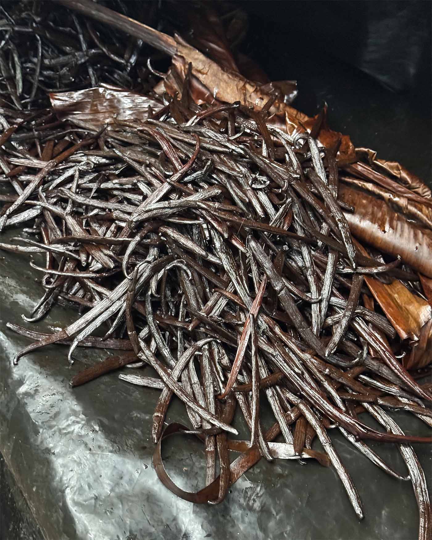 Plantation de vanille de Saint-Julien d’Hotman à l'Île Maurice