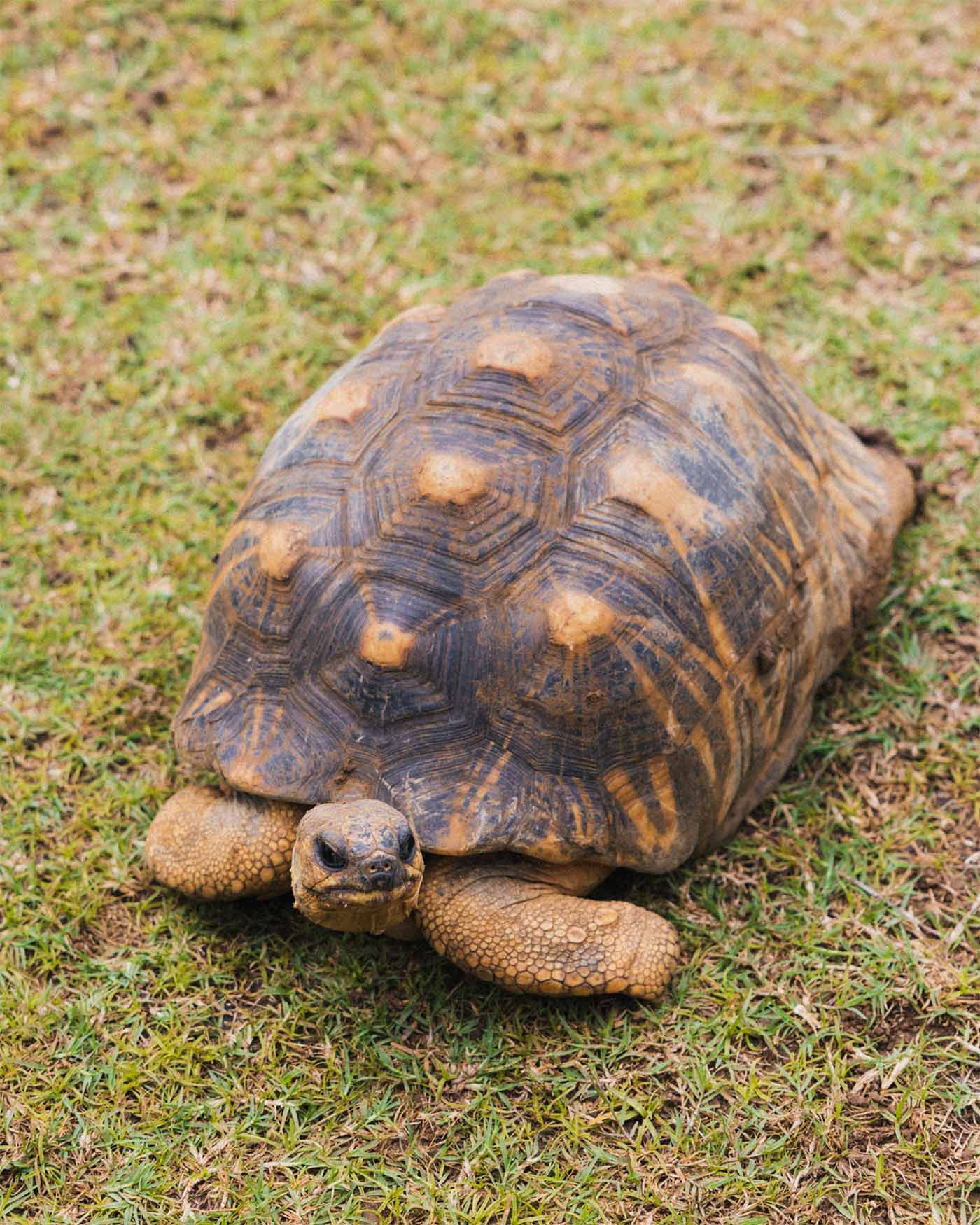 Tortue aperçue au Jardin botanique de pamplemousse