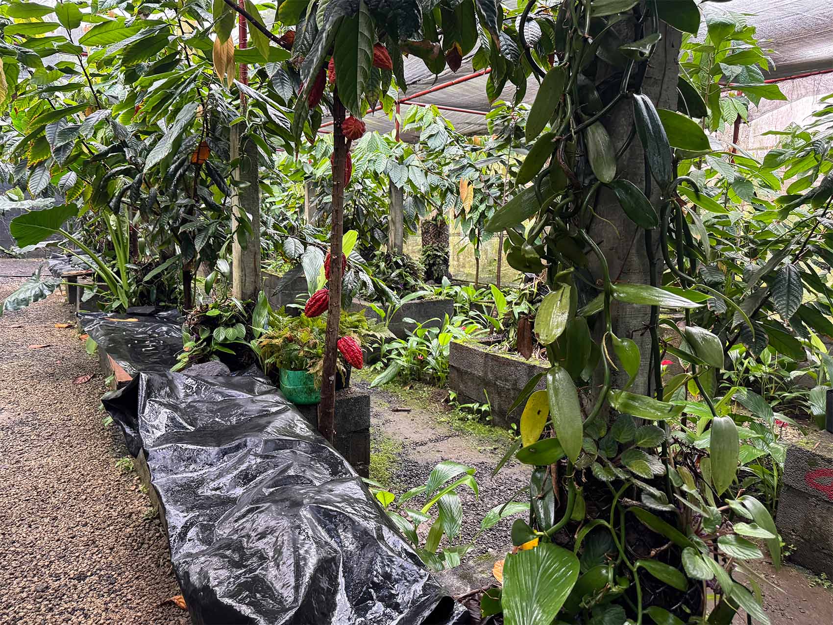 Plantation de vanille de Saint-Julien d’Hotman à l'Île Maurice